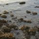 Water’s edge