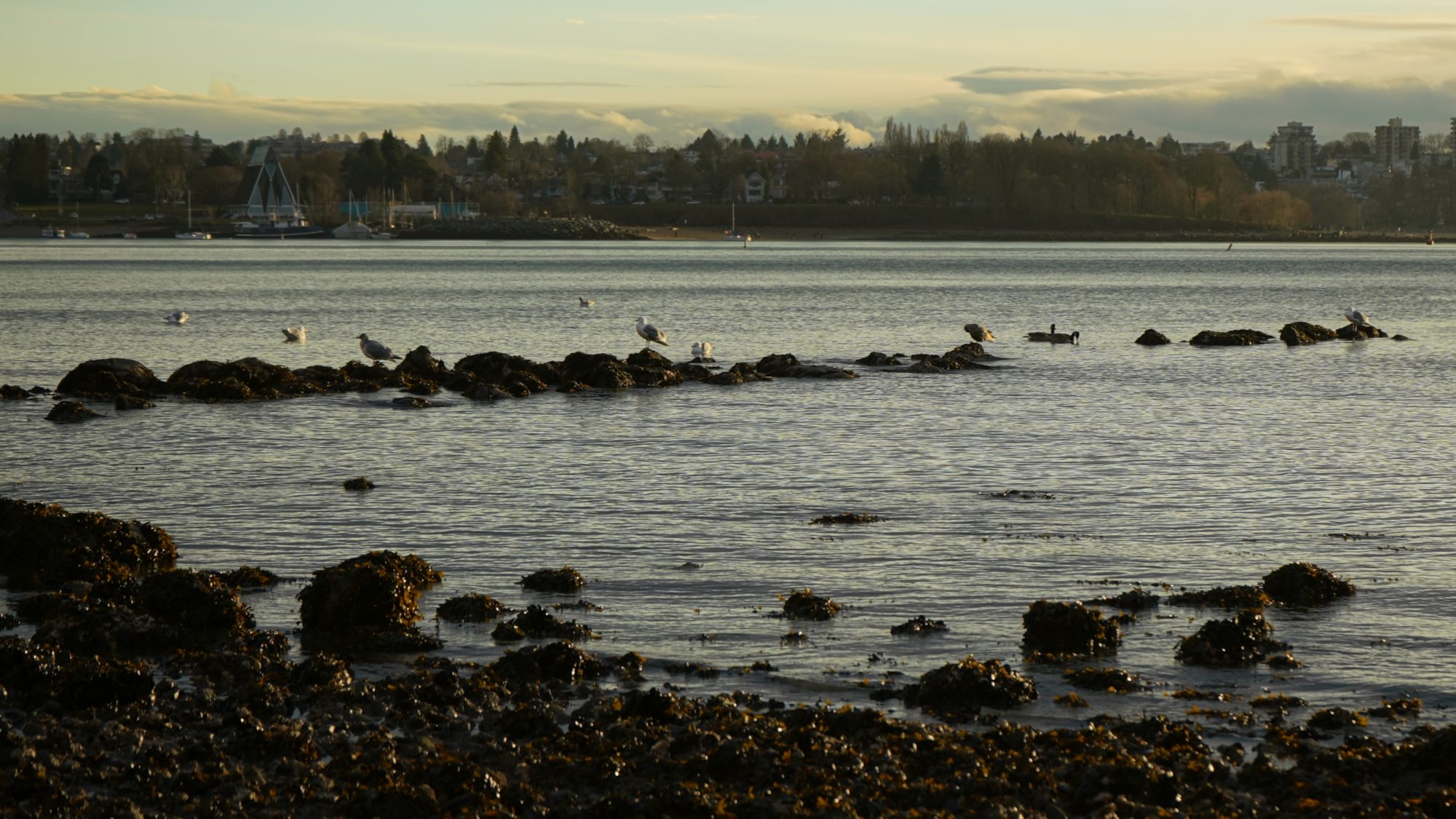 seagulls on rocks