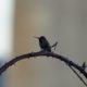 Hummingbird on a chair of thorns