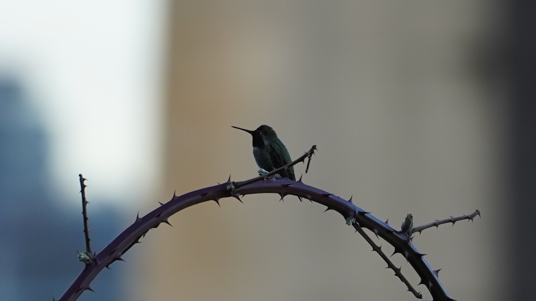 hummingbird