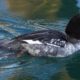 Common goldeneye, immature male