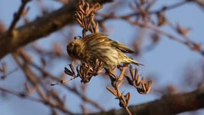 Pine siskin