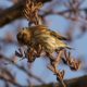 Siskin and seeds