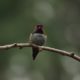 Little humming dude