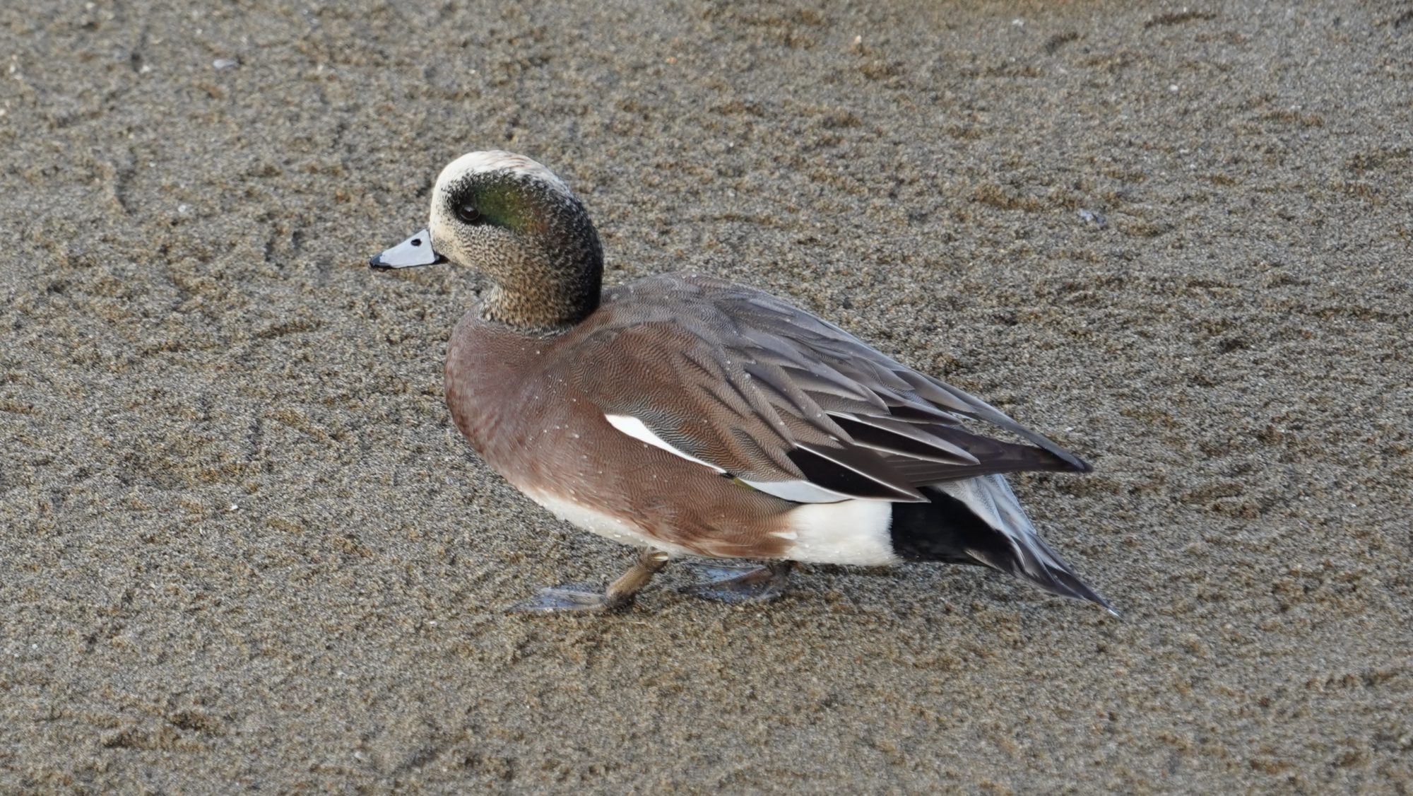 American wigeon