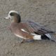 Wigeon on the sand