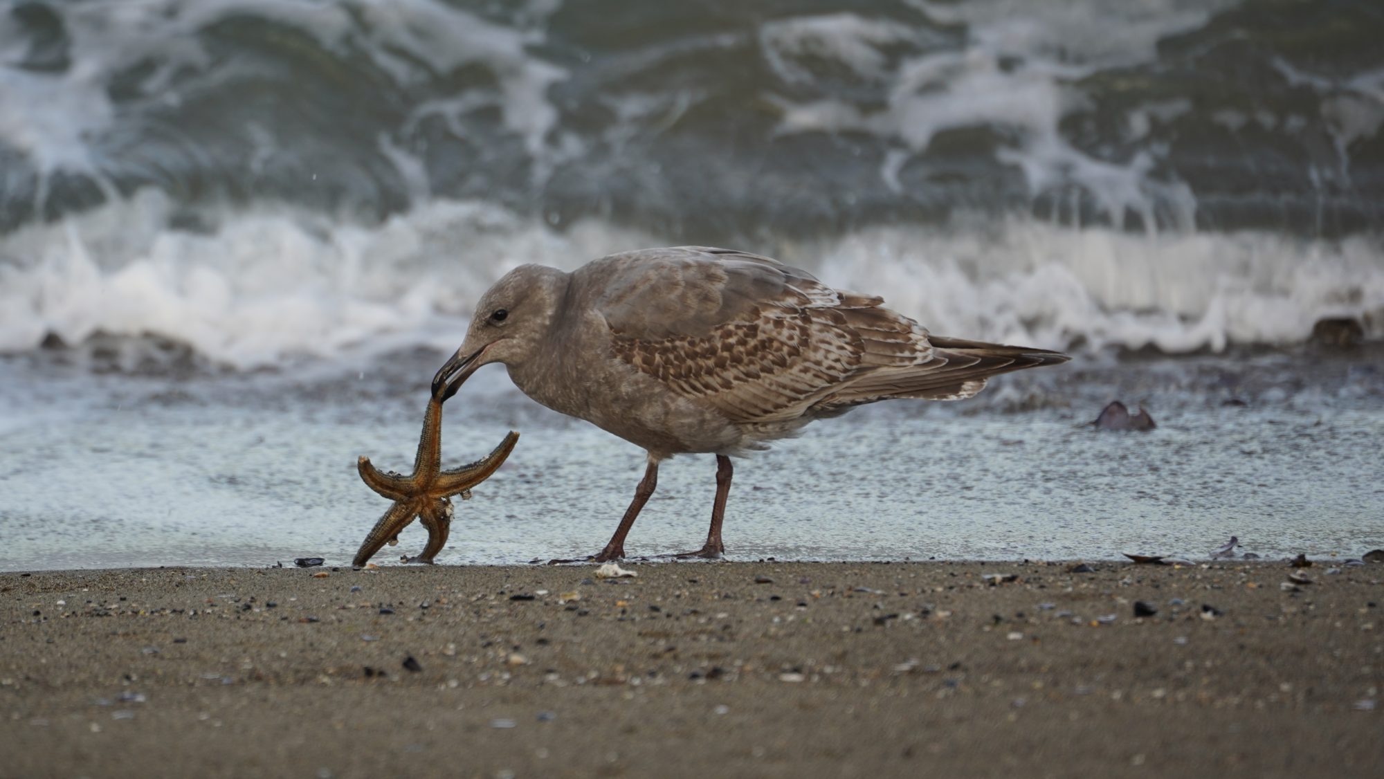 seagull and starfish