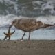 Seagull vs starfish
