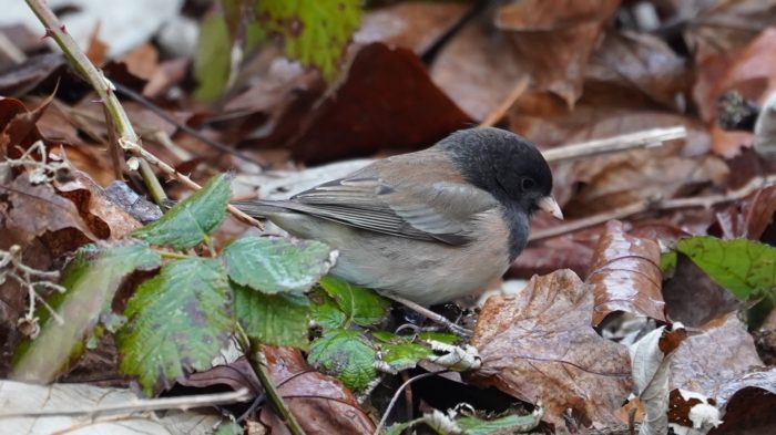 Dark-eyed junco