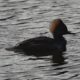 Female hooded merganser