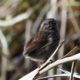 Song sparrow in morning light