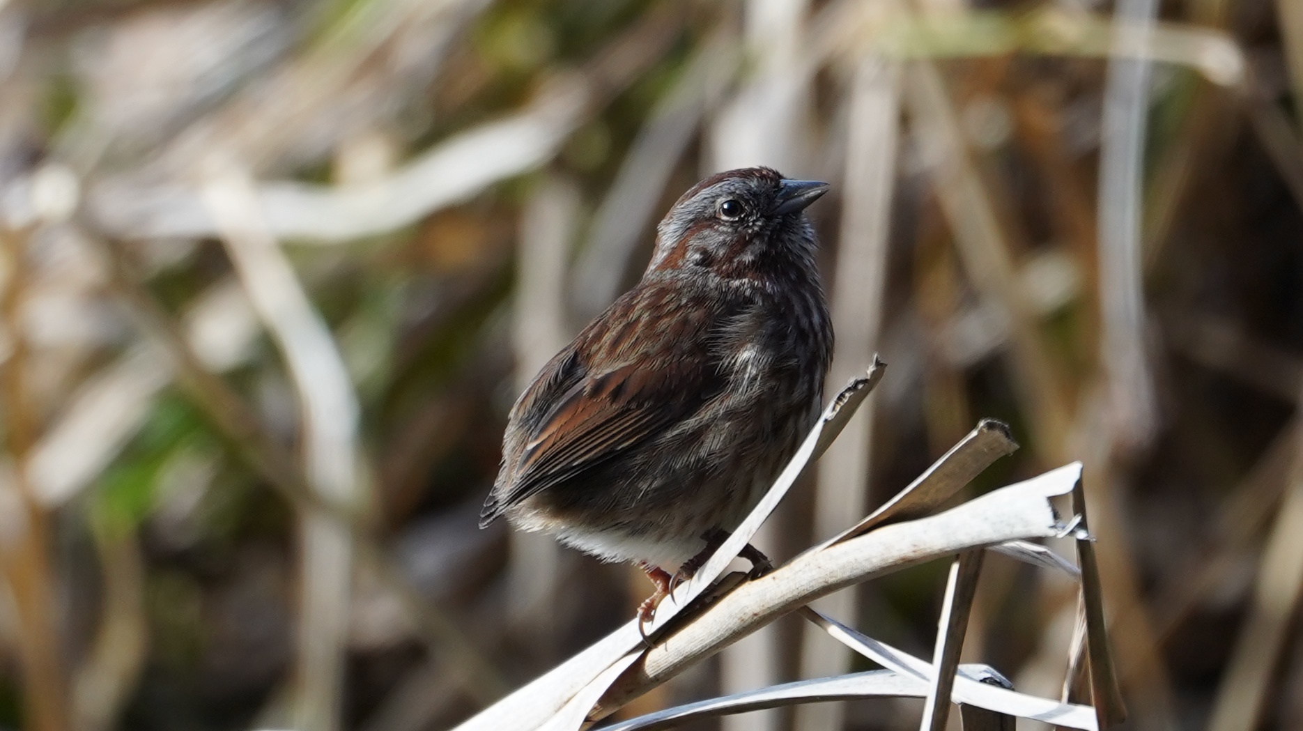 Song sparrow