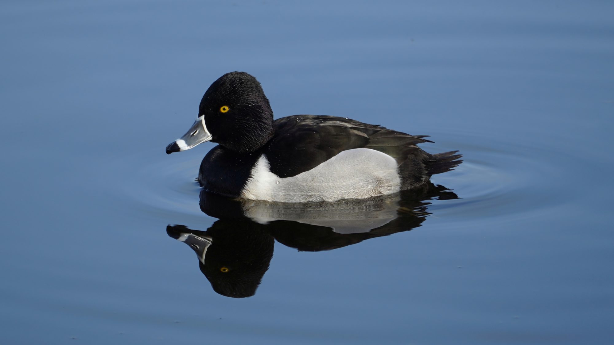 Ring-necked duck