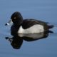 Ring-necked duck in blue