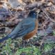 Robin looking for breakfast