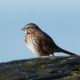 Warble