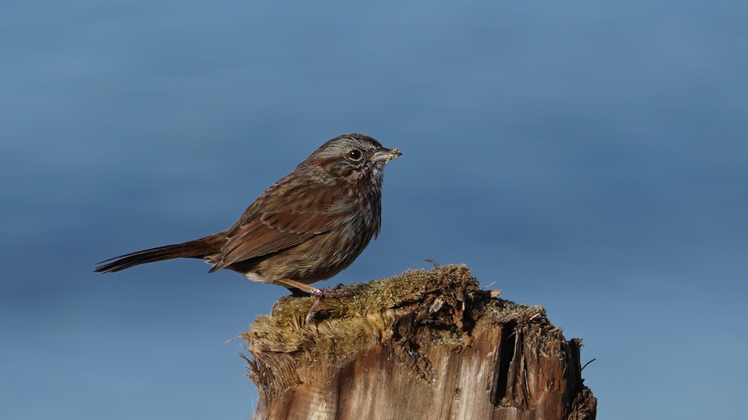 Song sparrow on a stump