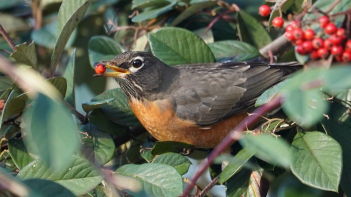 Robin and berry