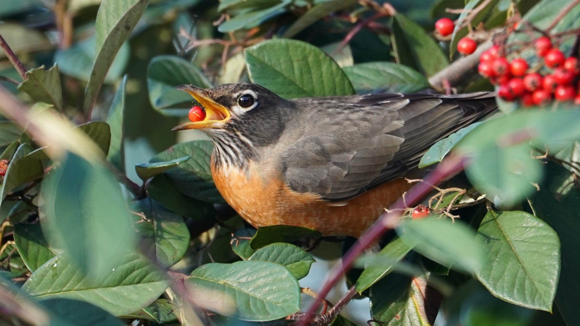 Robin eating berry