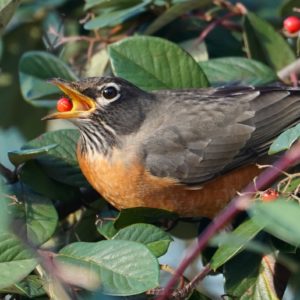 Robin eating berry