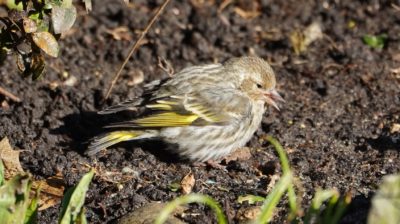 Pine siskin