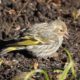 I’m suddenly seeing pine siskins everywhere