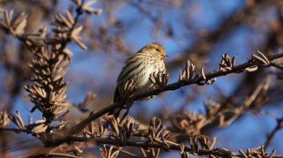 Pine siskin