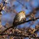 Pine siskin up in a tree