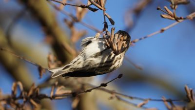 Pine siskin belly