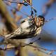 Pine siskin belly