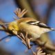 Goldfinch picking at seed