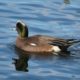 Wigeon, male
