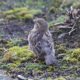 Female house sparrow