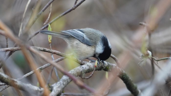 chickadee