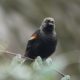 Red-winged blackbird