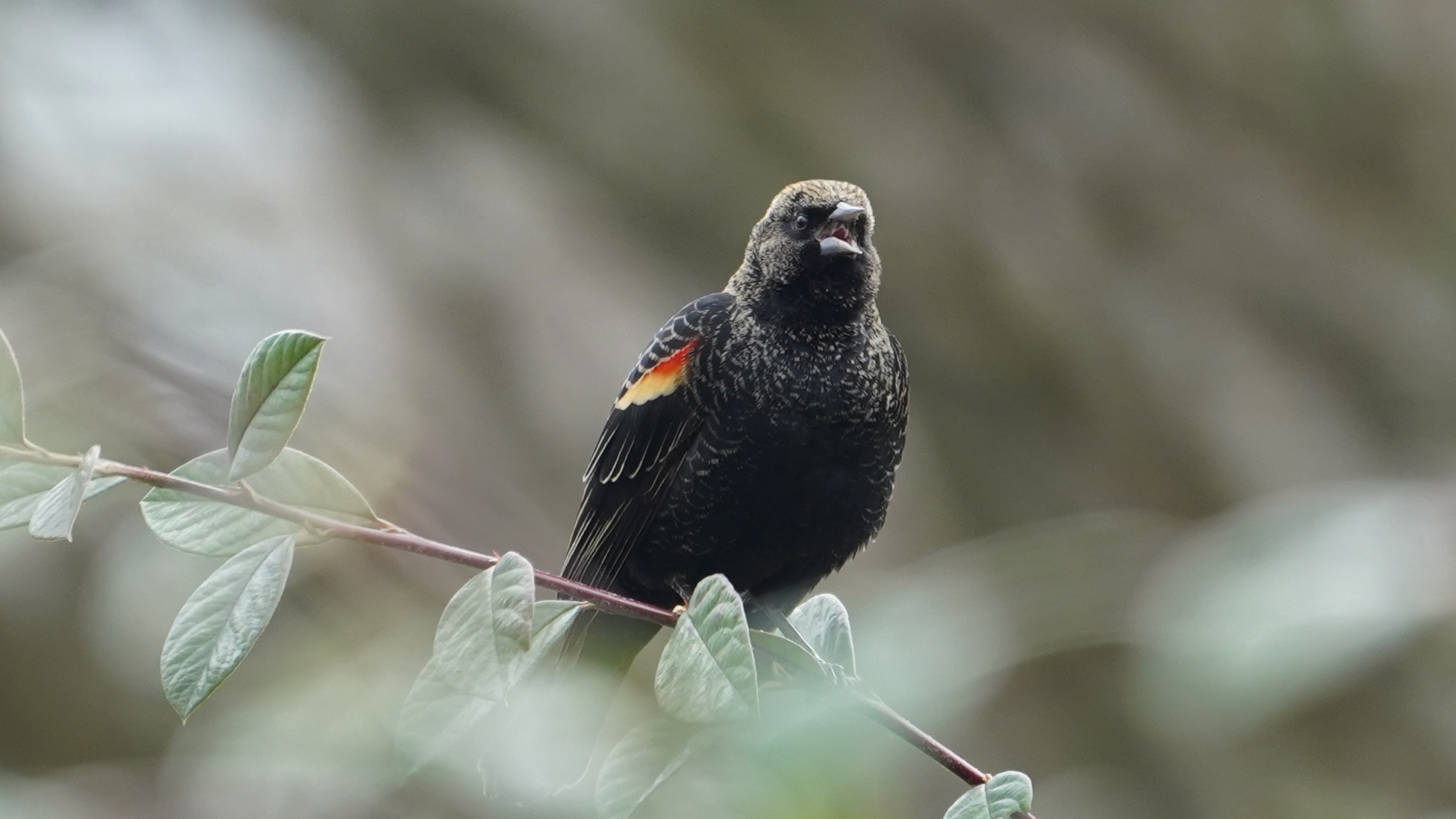 red-winged blackbird