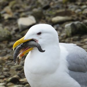Seagull eating a starfish