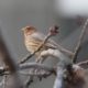 House finch in the West End