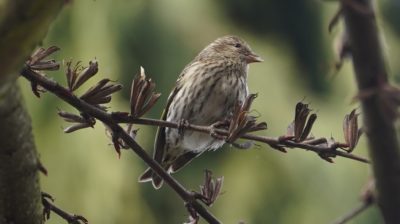 Pine siskin