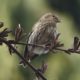 Pine siskin with its mouth full
