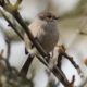 Afternoon bushtit