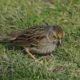 Golden-crowned sparrow head
