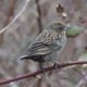 Brown-winged brownbird