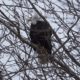 Ruffled bald eagle