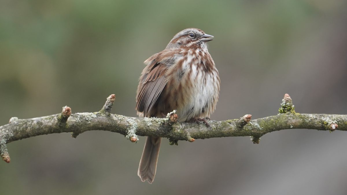Song sparrow on branch