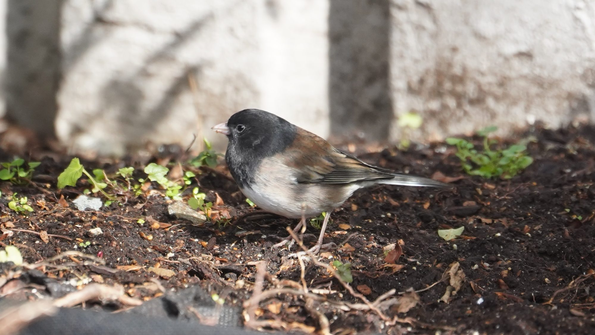 Dark-eyed junco