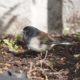 Dark-eyed junco by a wall