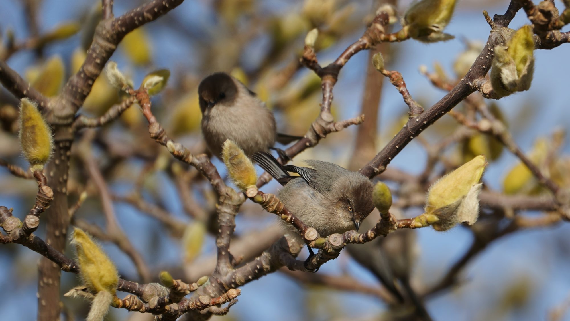 Two bushtits