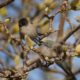 Two bushtits