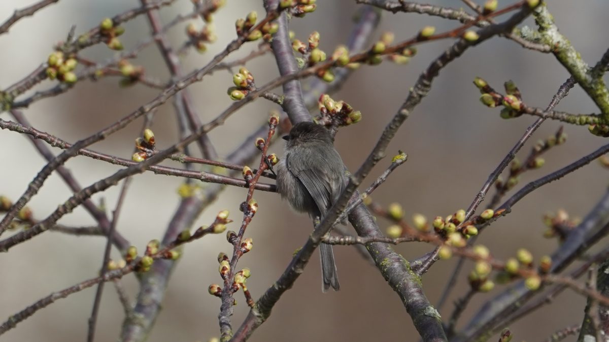 Bushtit from behind